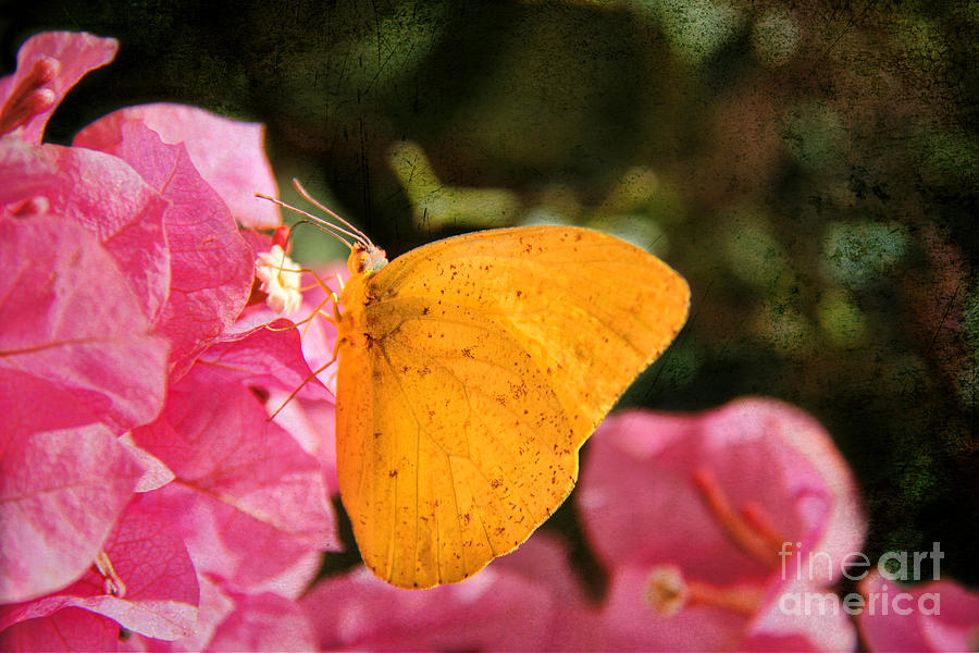 Yellow Butterfly Photograph by Mariola Bitner