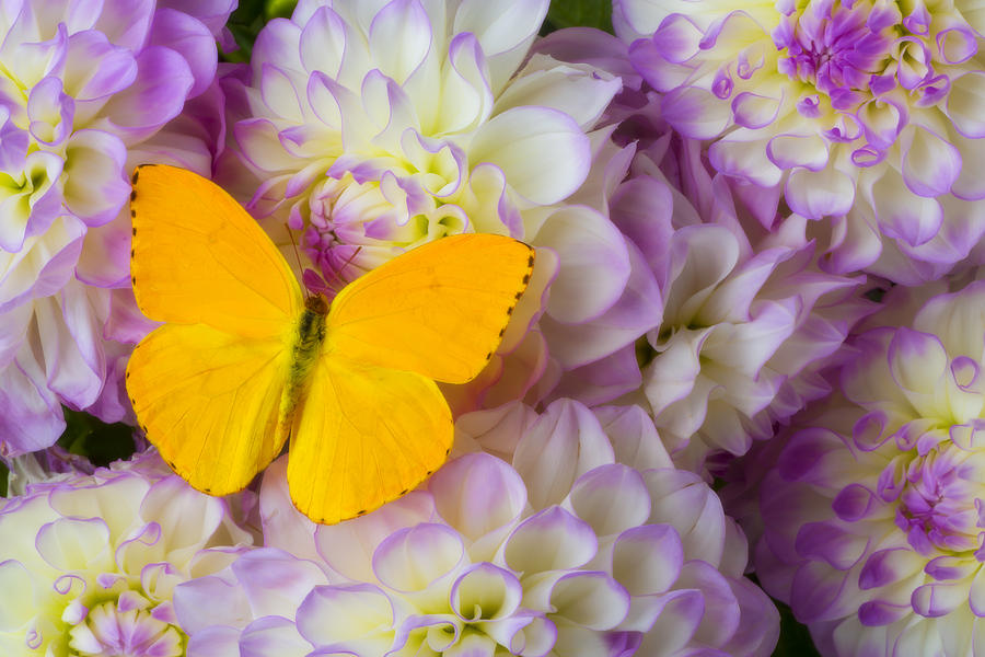 Flower Photograph - Yellow butterfly on dahlias by Garry Gay