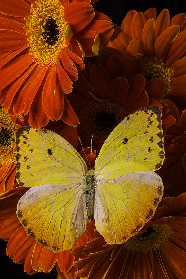 Yellow Butterfly On Orange Daisies  Photograph by Garry Gay