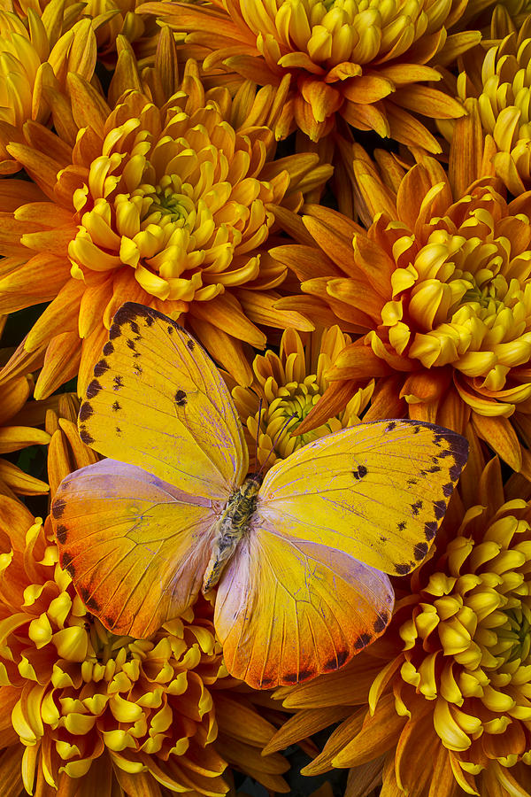 Butterfly Photograph - Yellow Butterfly On Orange Mums by Garry Gay