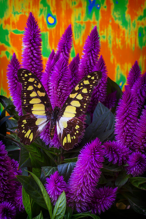 Yellow Butterfly On Purple Celosia Photograph by Garry Gay