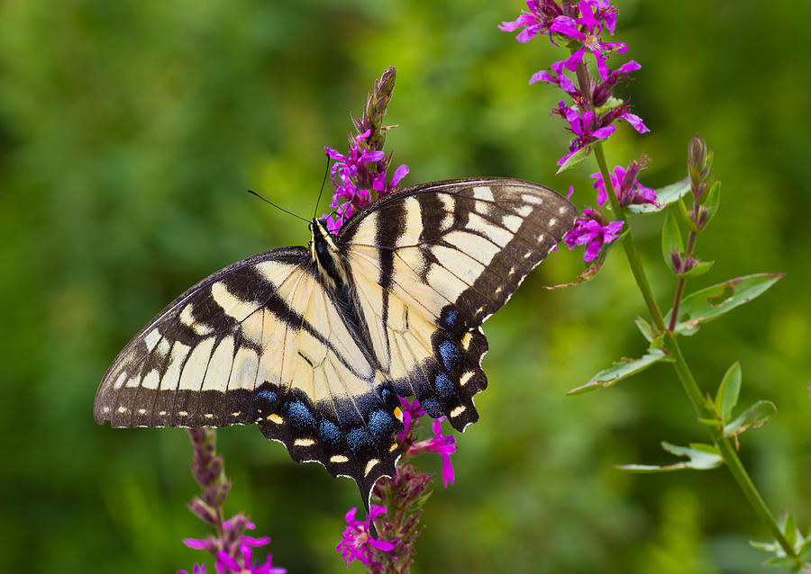 Yellow Butterfly on Purple Flower Photograph by Dancasan ...