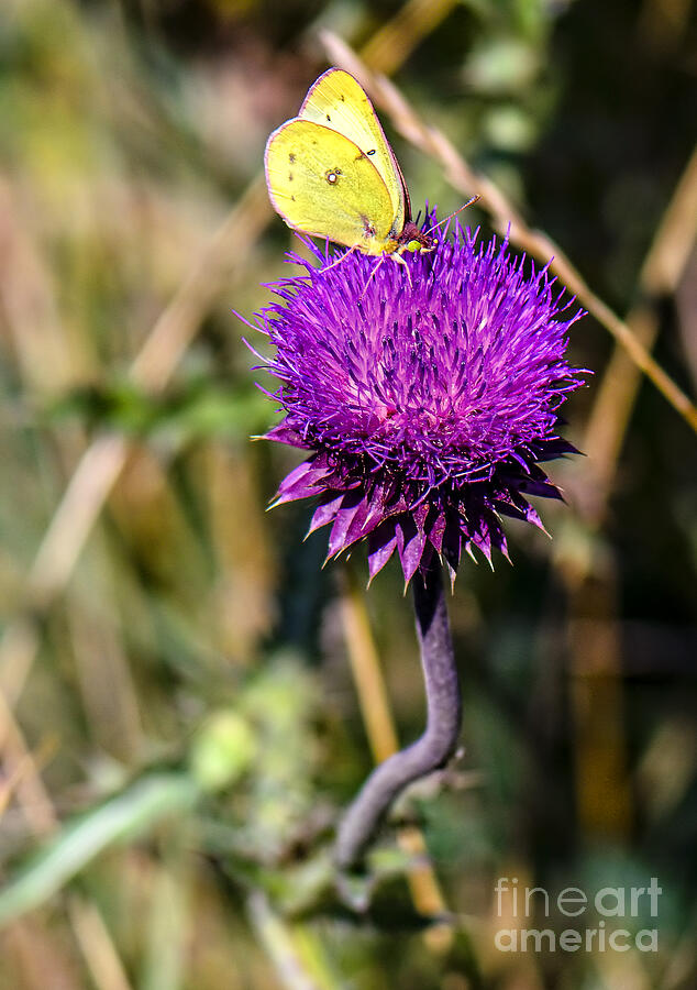 Butterfly Photograph - Butterfly and thistle  by Viktor Birkus