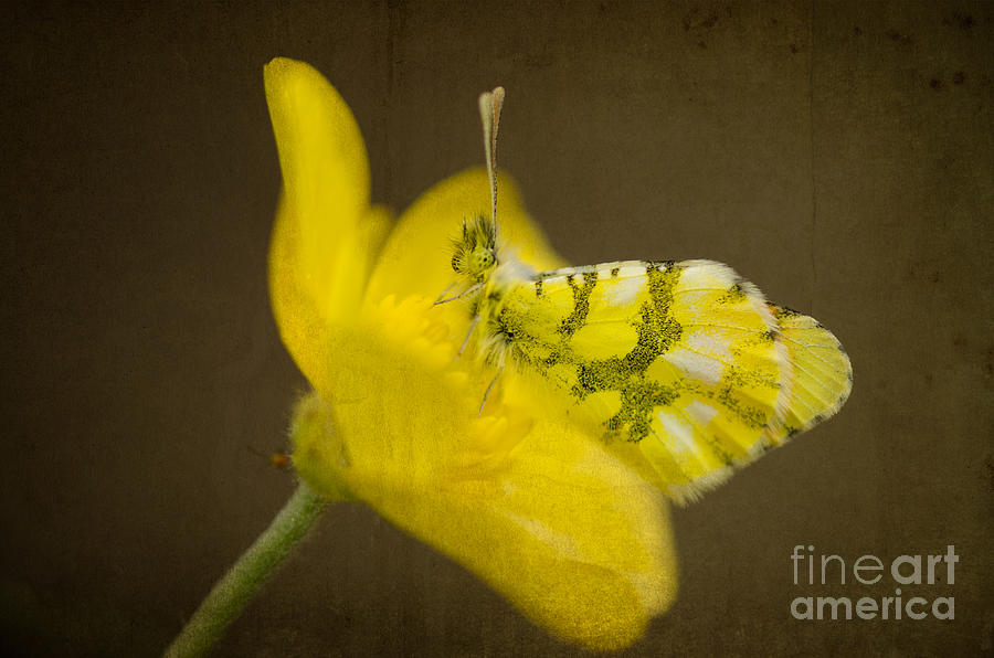 Yellow butterfly on yellow flower Photograph by Perry Van Munster