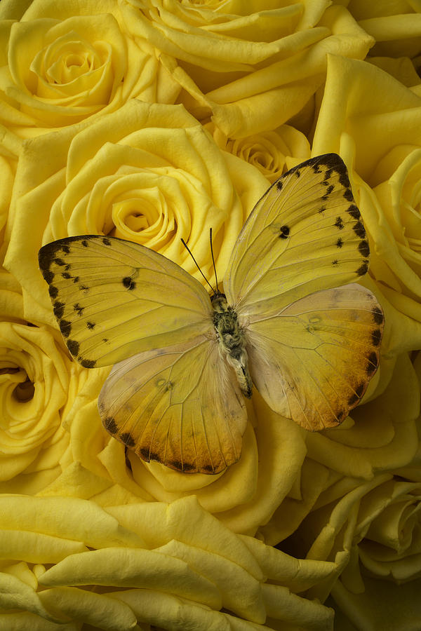 Butterfly Photograph - Yellow Butterfly On Yellow Roses by Garry Gay