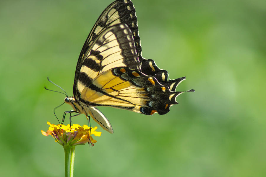 Butterfly Photograph - Yellow Butterfly by Shannon Harrington