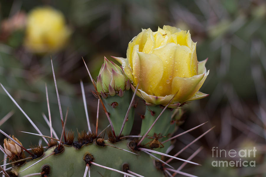 Nature Photograph - Yellow Cactus by Ashley M Conger