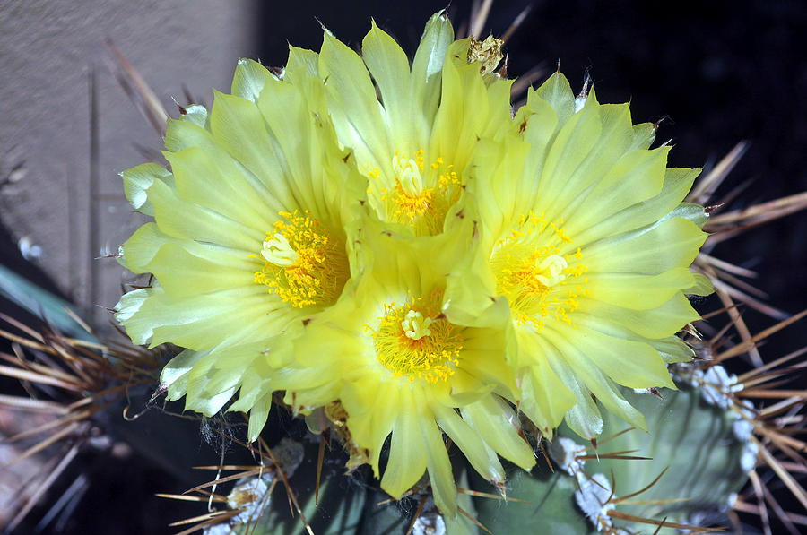 Yellow Cactus Bloom Photograph by Jay Milo