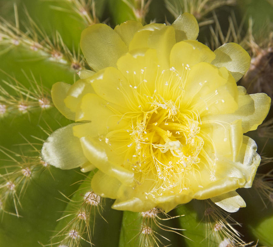 Yellow cactus flower Photograph by Elvira Butler