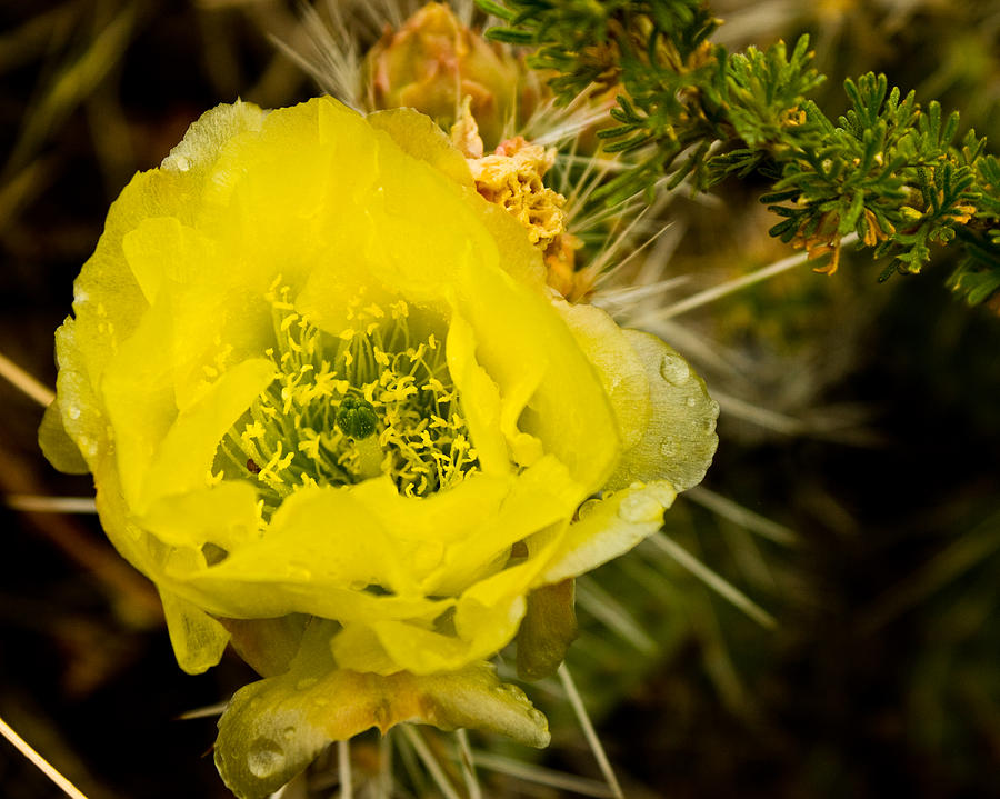 Yellow Cactus Flower Photograph by James Gay