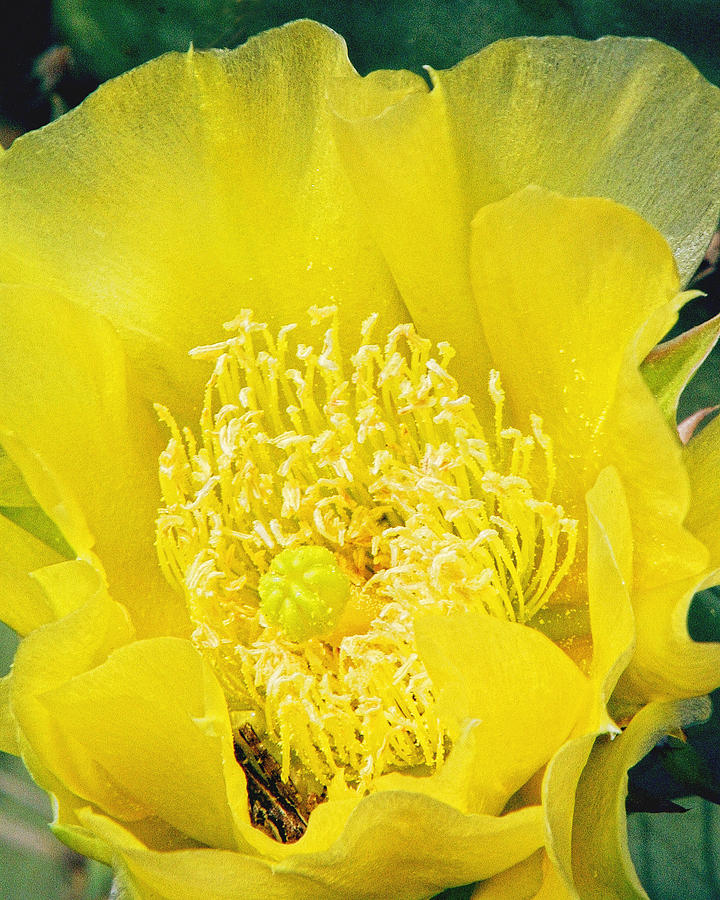Yellow Cactus Flower Pyrography by Linda Phelps