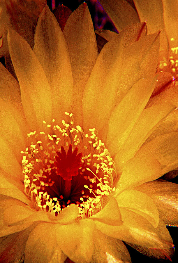 Yellow Cactus flower Photograph by Paul W Faust -  Impressions of Light