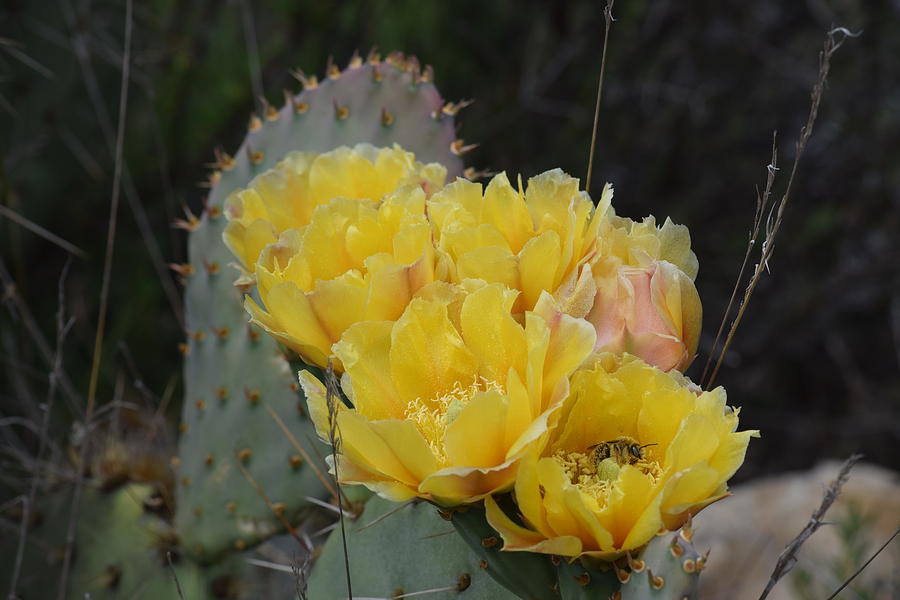 Yellow Cactus Flower With Bee Photograph