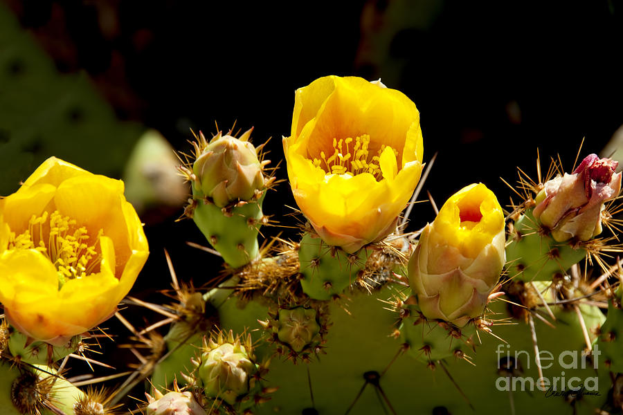 Yellow Cactus Flowers Photograph by Charles Abrams