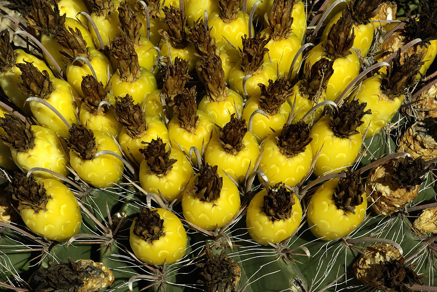 Fruit Photograph - Yellow cactus fruit by Cheryl Gilbert