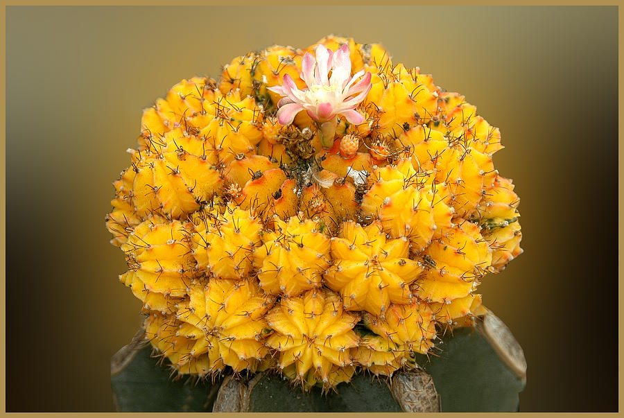 Yellow Cactus Photograph by Geraldine Alexander