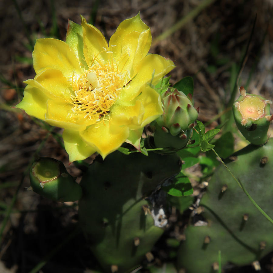Yellow Cactus Photograph by Joseph G Holland