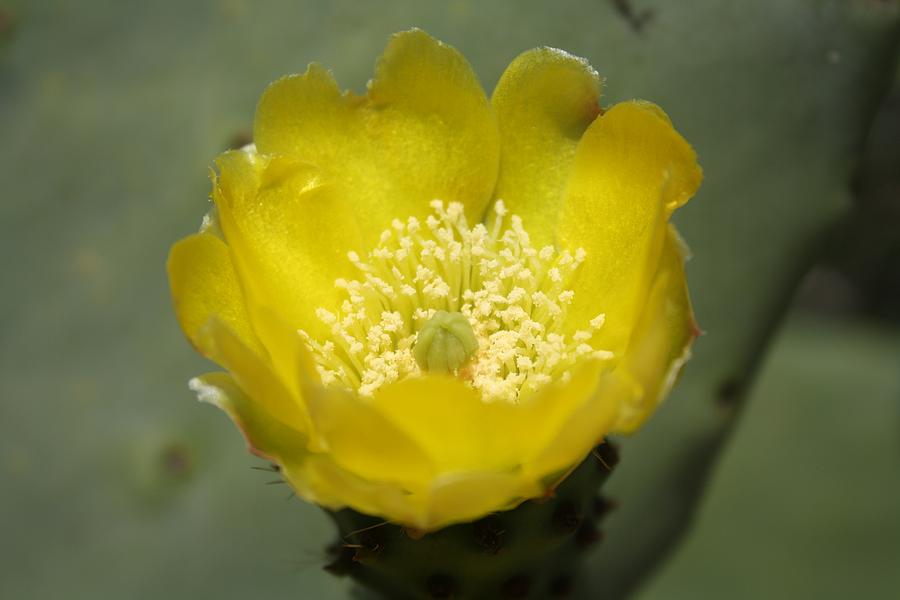 Yellow Cactus Pear Flower Photograph by Taiche Acrylic Art