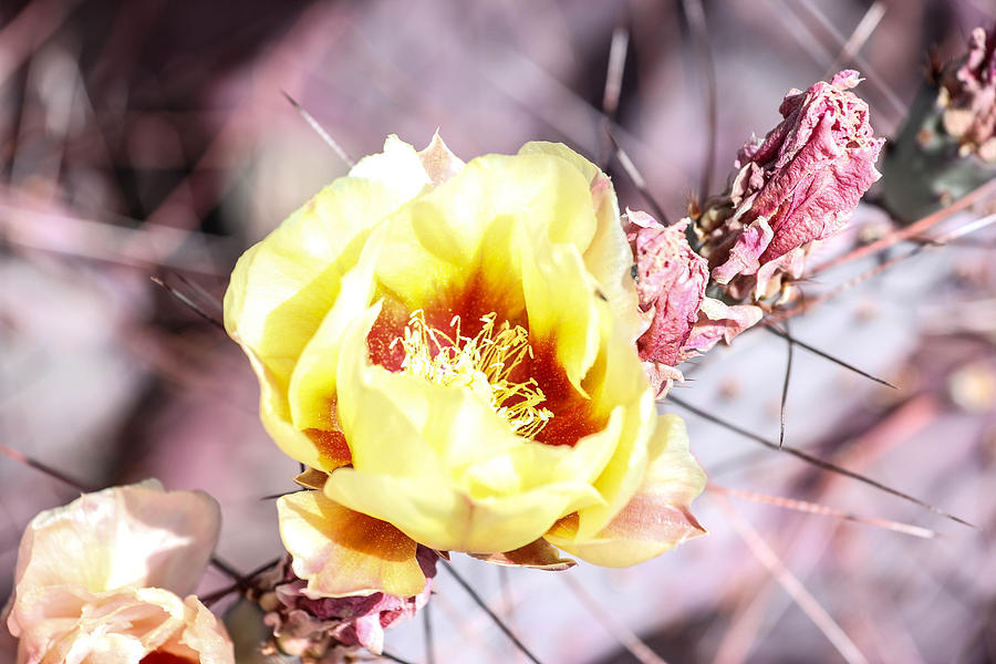 Yellow Cactus Rose Of Texas 4-8-2014 Photograph