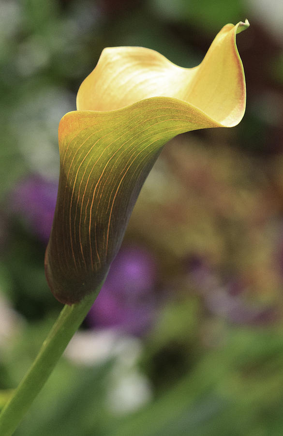 Yellow Calla Lily Photograph by Cathy Donohoue