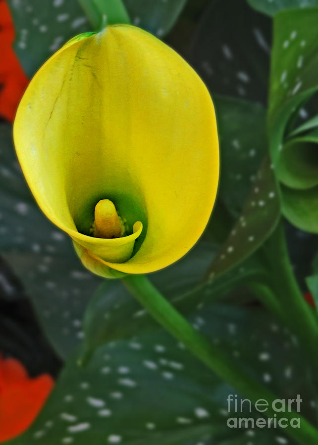 Yellow Calla Lily Photograph by Dawn Gari