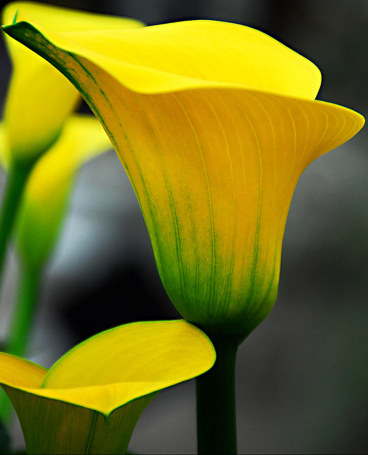 Yellow Calla Lily Photograph by JoAnn Lense Fine Art America