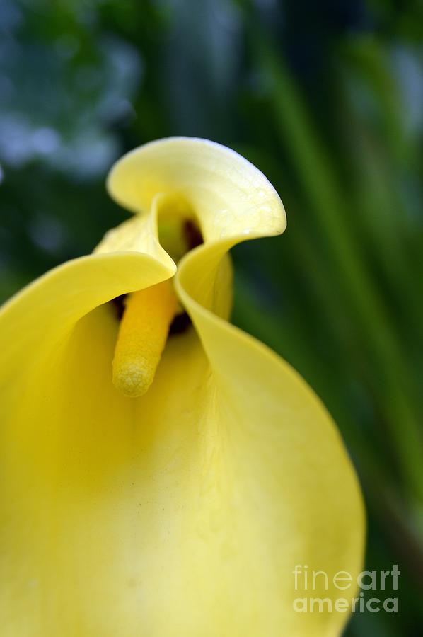 Yellow Calla Lily Photograph by Lynellen Nielsen