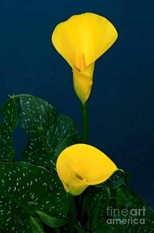 Yellow Calla Lily Photograph by Patrick Witz