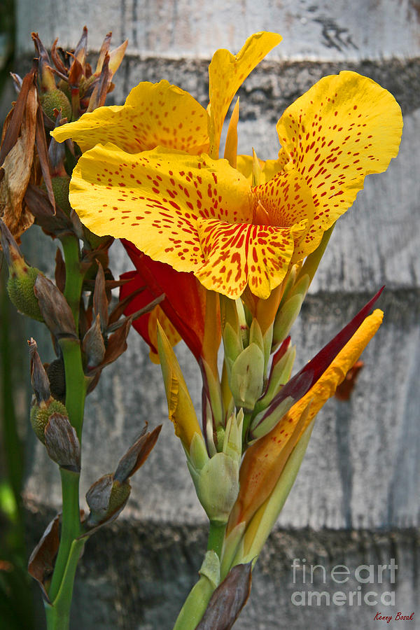 Yellow Canna Lily Photograph by Kenny Bosak