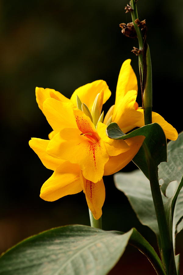 Yellow Canna Photograph by Ramabhadran Thirupattur