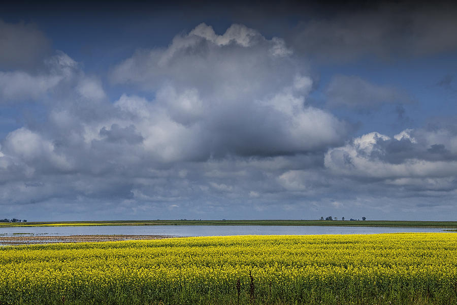 Summer Photograph - Yellow Canola Field by a Lake In Southern Saskatchewan by Randall Nyhof