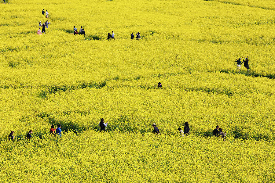 Yellow Canola Field Photograph by Insung Jeon