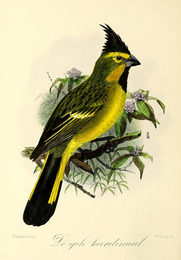 John James Audubon Painting - Yellow Cardinal by Dreyer Wildlife Print Collections 