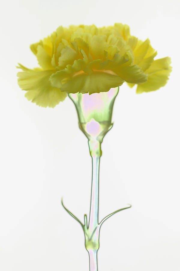 Flower Photograph - Yellow carnation by Falko Follert