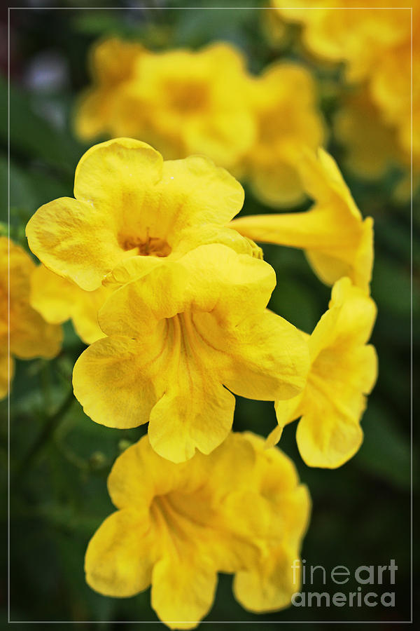 Flower Photograph - Yellow Cascading Bells by Ella Kaye Dickey