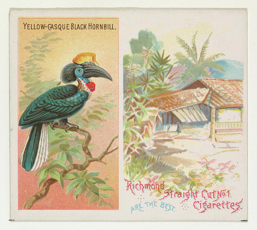 Harris Drawing - Yellow-casque Black Hornbill by Issued by Allen & Ginter