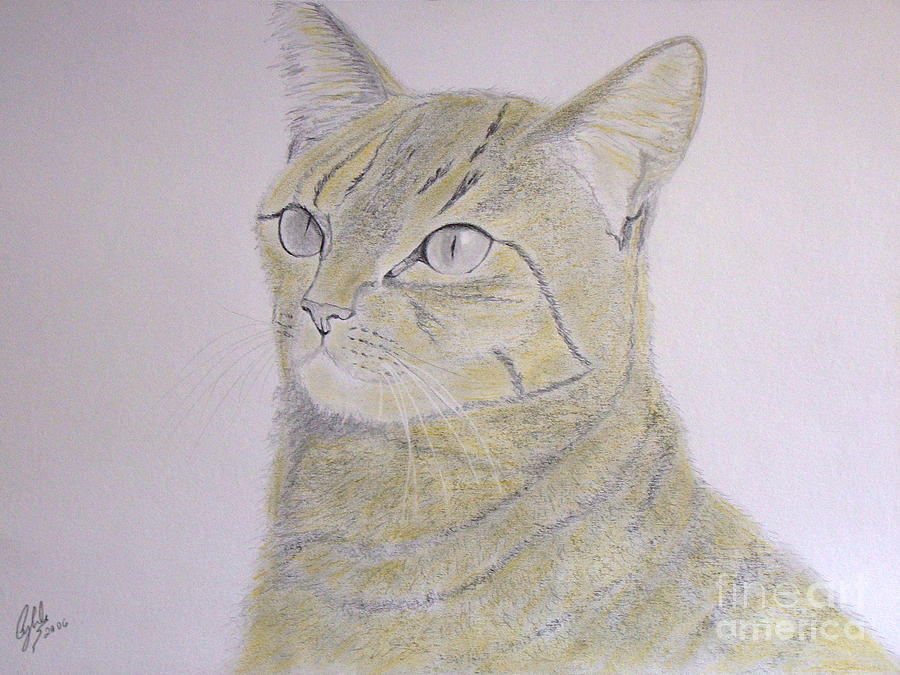 Yellow Cat Drawing by Cybele Chaves