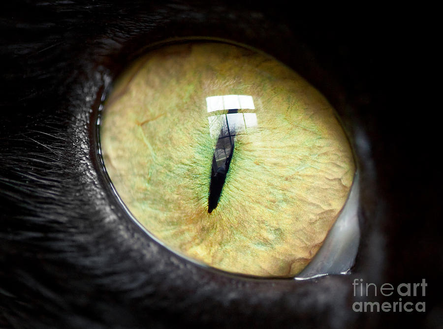 Iris Photograph - Yellow Cat Eye by Sharon Dominick