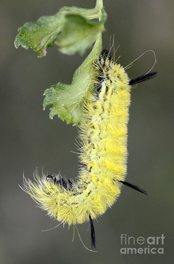 Nature Photograph - Yellow Caterpillar 1 by Bob Christopher