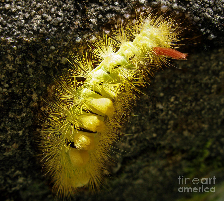 Yellow caterpillar Photograph by Rod Jones