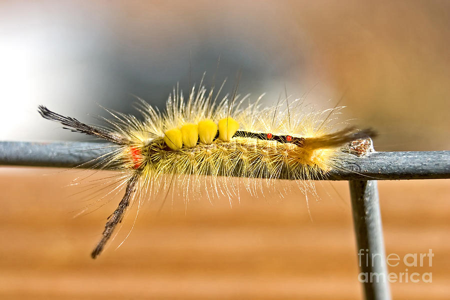 Yellow Caterpillar Photograph by Ules Barnwell