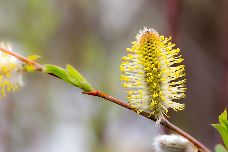 Yellow Catkin Photograph by Alain De Maximy