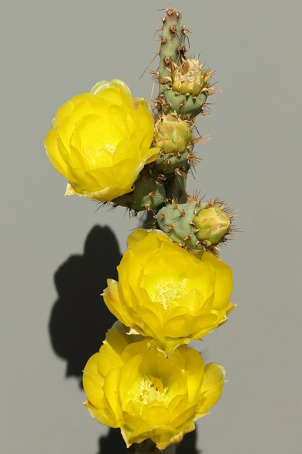 Yellow Cactus Flowers Photograph by Douglas Miller