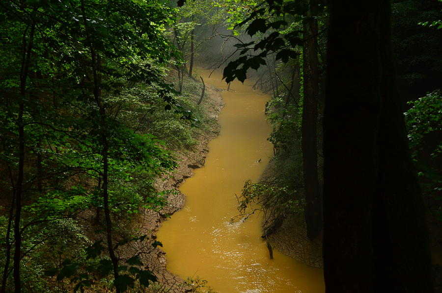  Hidden Cedar SInk Creek Photograph by Stacie Siemsen