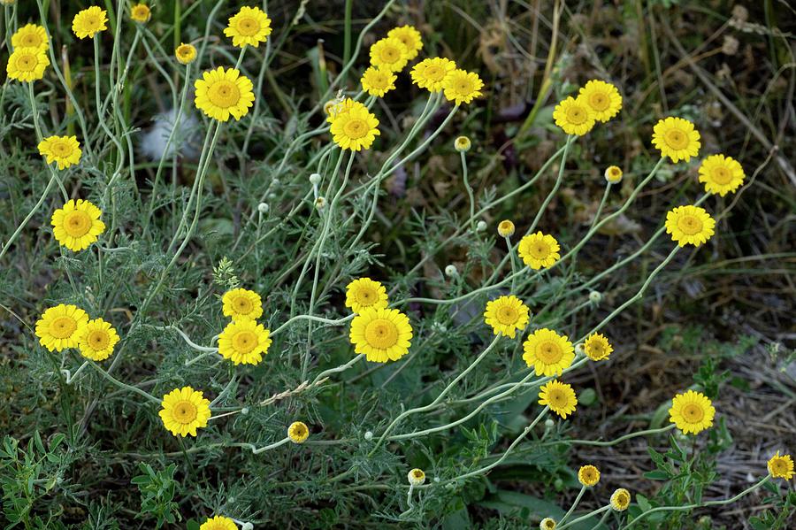 Yellow Chamomile (anthemis Tinctoria) Photograph by Bob Gibbons/science