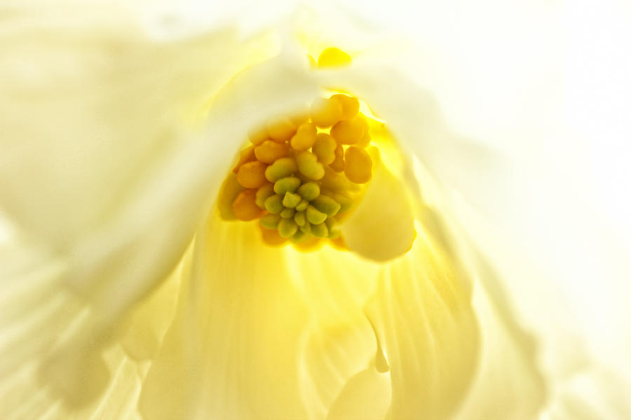 Yellow Chiffon Photograph by Patricia Davis