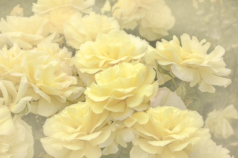 Summer Photograph - Yellow Chiffon Rose Garden by Jennie Marie Schell