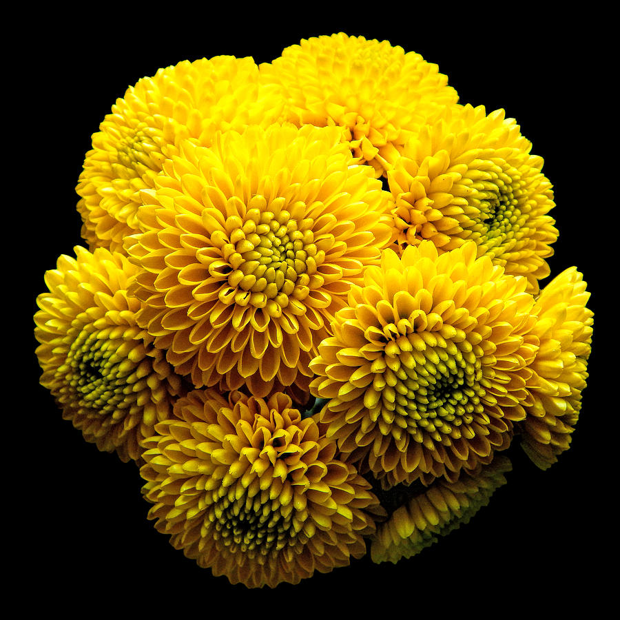 Yellow Chrysanthemum II Still Life Flower Art Poster Photograph by Lily Malor