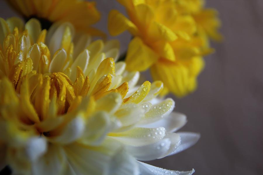 Yellow Chrysanthemum Photograph by Lynn Jordan