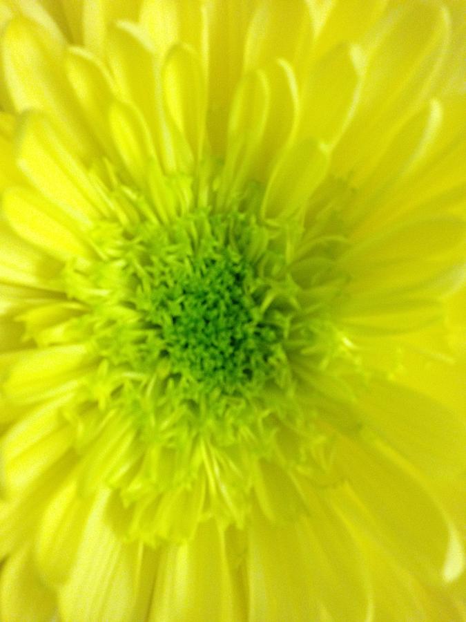 Yellow Chrysanthemum Photograph by Marian Lonzetta